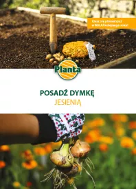 Posadź dymkę jesienią