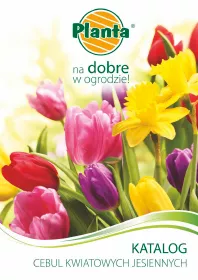 Katalog cebul kwiatowych jesiennych