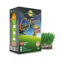  Trawa California SUN - Planta