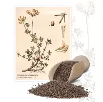  Komonica zwyczajna (Lotus corniculatus) - Planta