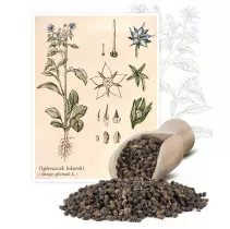  Ogórecznik lekarski (Borago officinalis L.) - Planta