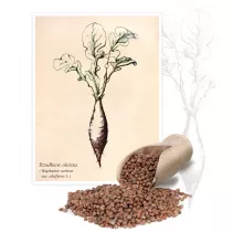  Rzodkiew oleista (Raphanus sativus var. oleiferus L.) - Planta