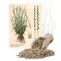  Życica wielokwiatowa (Lolium multiflorum Lam.) - Planta