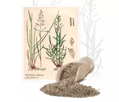 Wiechlina łąkowa - Planta