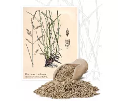 Kostrzewa trzcinowa (Festuca arundinacea Schreb.) - Planta