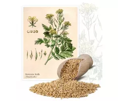 Gorczyca biała (Sinapsis alba) - Planta