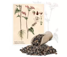 Gryka zwyczajna (Fagopyrum esculentum) - Planta