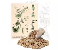 Groch pastewny Peluszka (Pisum sativum subs. arvense) - Planta