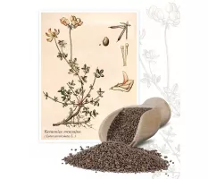 Komonica zwyczajna (Lotus corniculatus) - Planta