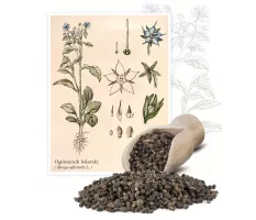 Ogórecznik lekarski (Borago officinalis L.) - Planta