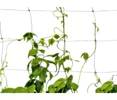Siatka do roślin pnących Plantina 1,5x20m