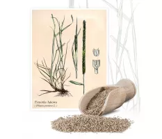 Tymotka łąkowa - Planta