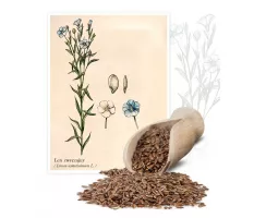 Len zwyczajny (Linum usitatissimum L.) - Planta