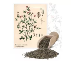 Koniczyna szwedzka (Triforium hybridum) - Planta