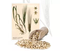 Jęczmień zwyczajny ( Hordeum vulgare) - Planta