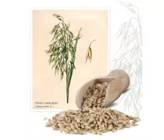 Owies zwyczajny (Avena sativa L.) - Planta