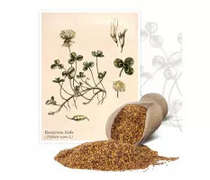 Koniczyna biała (Triforium repens L.) - Planta