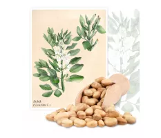Bobik (Vicia faba L.(partim.)) - Planta
