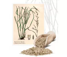 Kostrzewa łąkowa (Festuca pratensis Huds.) - Planta