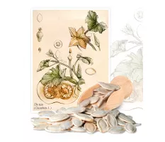 Dynia (Cucurbita L.) - Planta