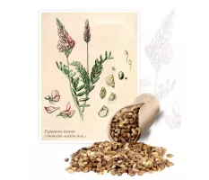 Esparceta siewna (Onobrychis viciifolia) - Planta