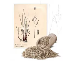 Kostrzewa czerwona (Festuca rubra) - Planta