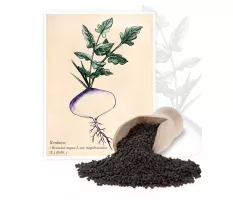 Brukiew (Brassica napus L.var. napobrassica (L.) Rchb.) - Planta