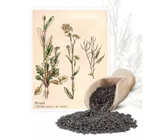 Rzepak (Brassica napus L. var. napus) - Planta