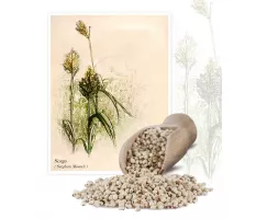 Sorgo (Sorghum moench) - Planta