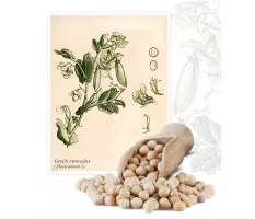 Groch siewny (Pisum sativum) - Planta