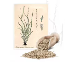 Życica trwała - Planta