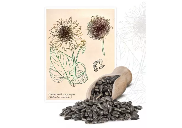 Słonecznik zwyczajny (Helianthus annuus) - Planta