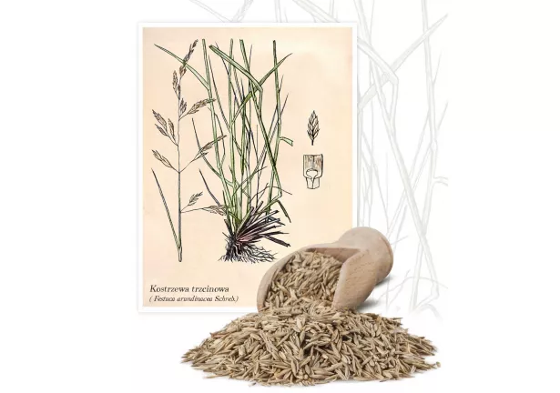 Kostrzewa trzcinowa (Festuca arundinacea Schreb.) - Planta