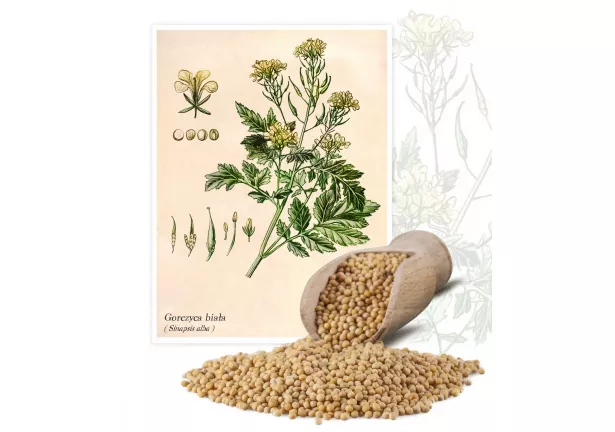 Gorczyca biała (Sinapsis alba) - Planta