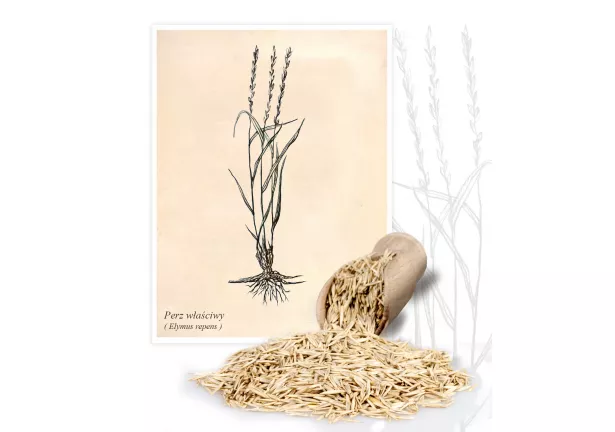 Perz właściwy (Elymus repens) - Planta