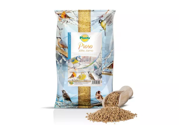 Proso żółte, ziarno - Planta