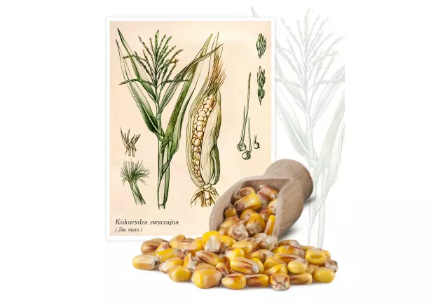 Kukurydza zwyczajna (Zea mays) - Planta