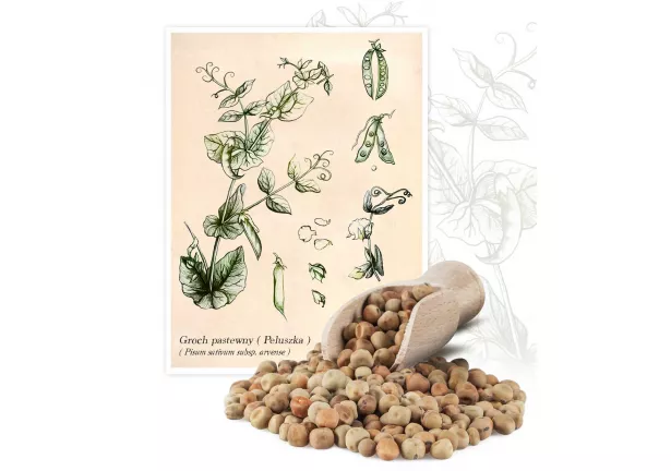 Groch pastewny Peluszka (Pisum sativum subs. arvense) - Planta