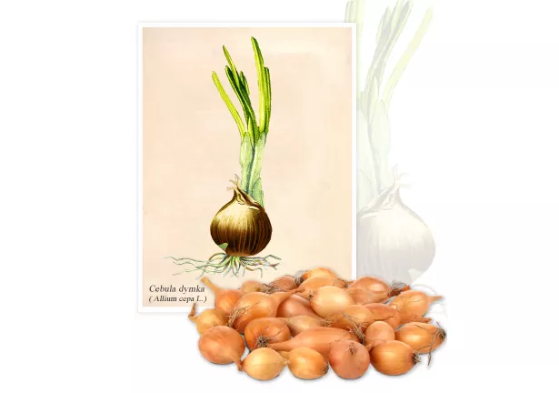 Cebula dymka (Alium cepa L.) - Planta
