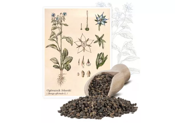 Ogórecznik lekarski (Borago officinalis L.) - Planta