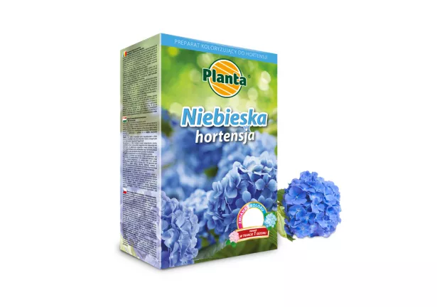 Niebieska hortensja - Planta
