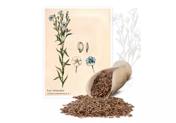 Len zwyczajny (Linum usitatissimum L.) - Planta