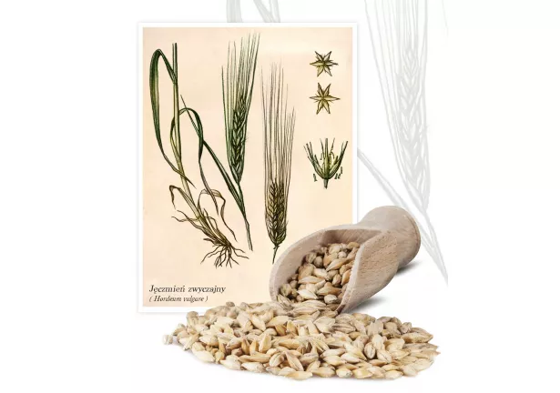 Jęczmień zwyczajny ( Hordeum vulgare) - Planta