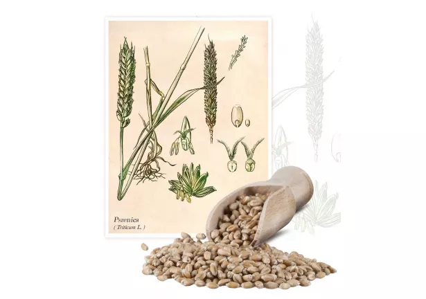Pszenica (Triticum L.) - Planta