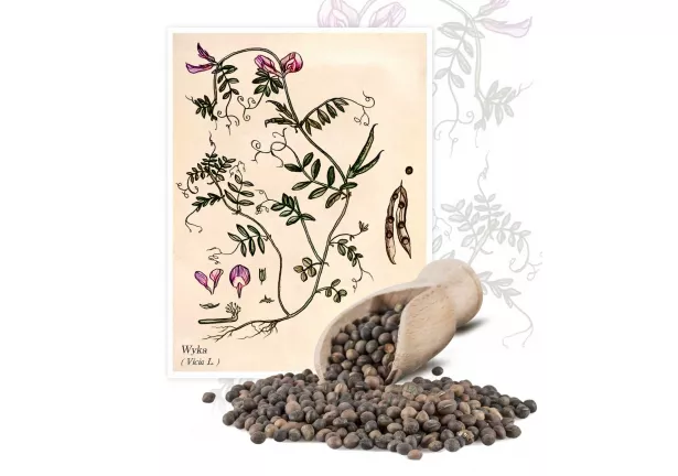 Wyka (Vicia L.) - Planta
