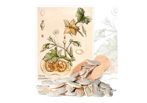 Dynia (Cucurbita L.) - Planta