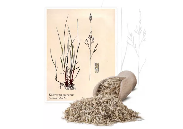 Kostrzewa czerwona (Festuca rubra) - Planta