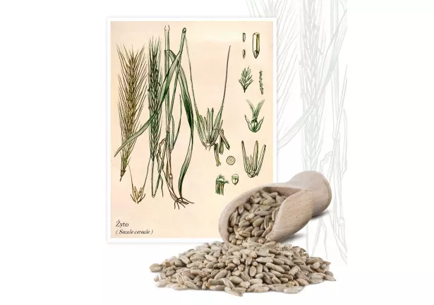 Żyto (Secale cereale) - Planta