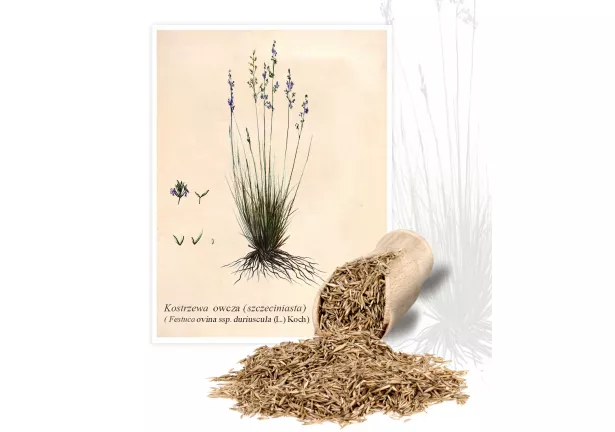 Kostrzewa owcza (szczeciniasta) (Festuca ovina ssp. Duriuscula(L.)Koch) - Planta