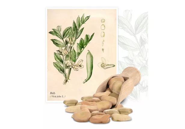 Bób (Vicia faba) - Planta